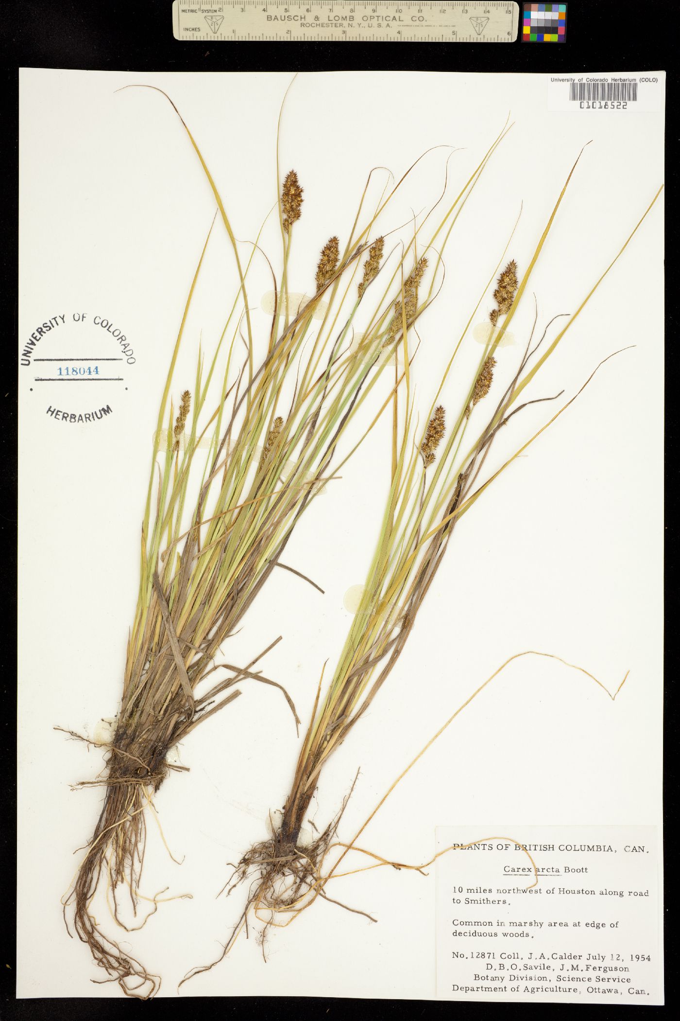 Carex arcta image