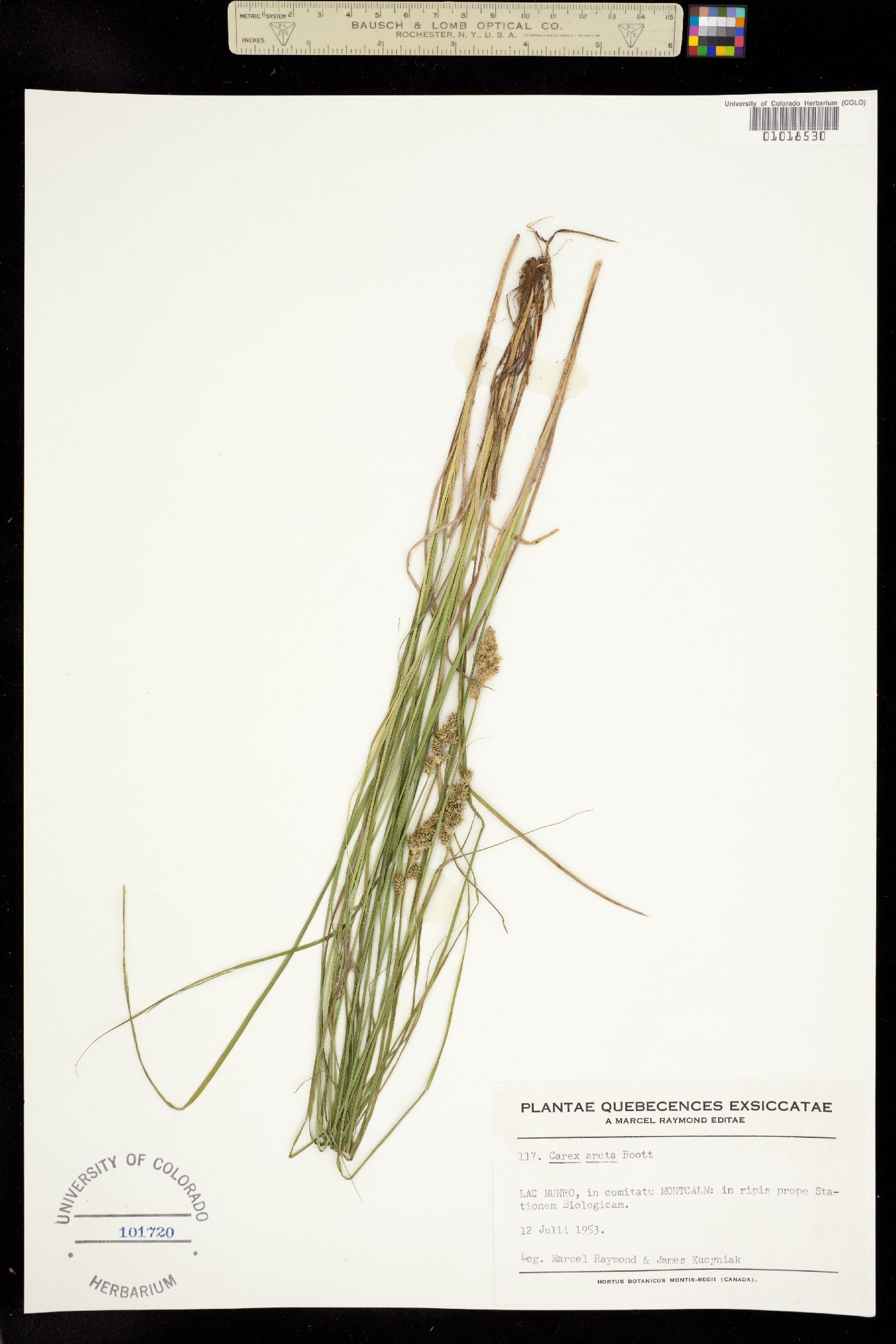 Carex arcta image