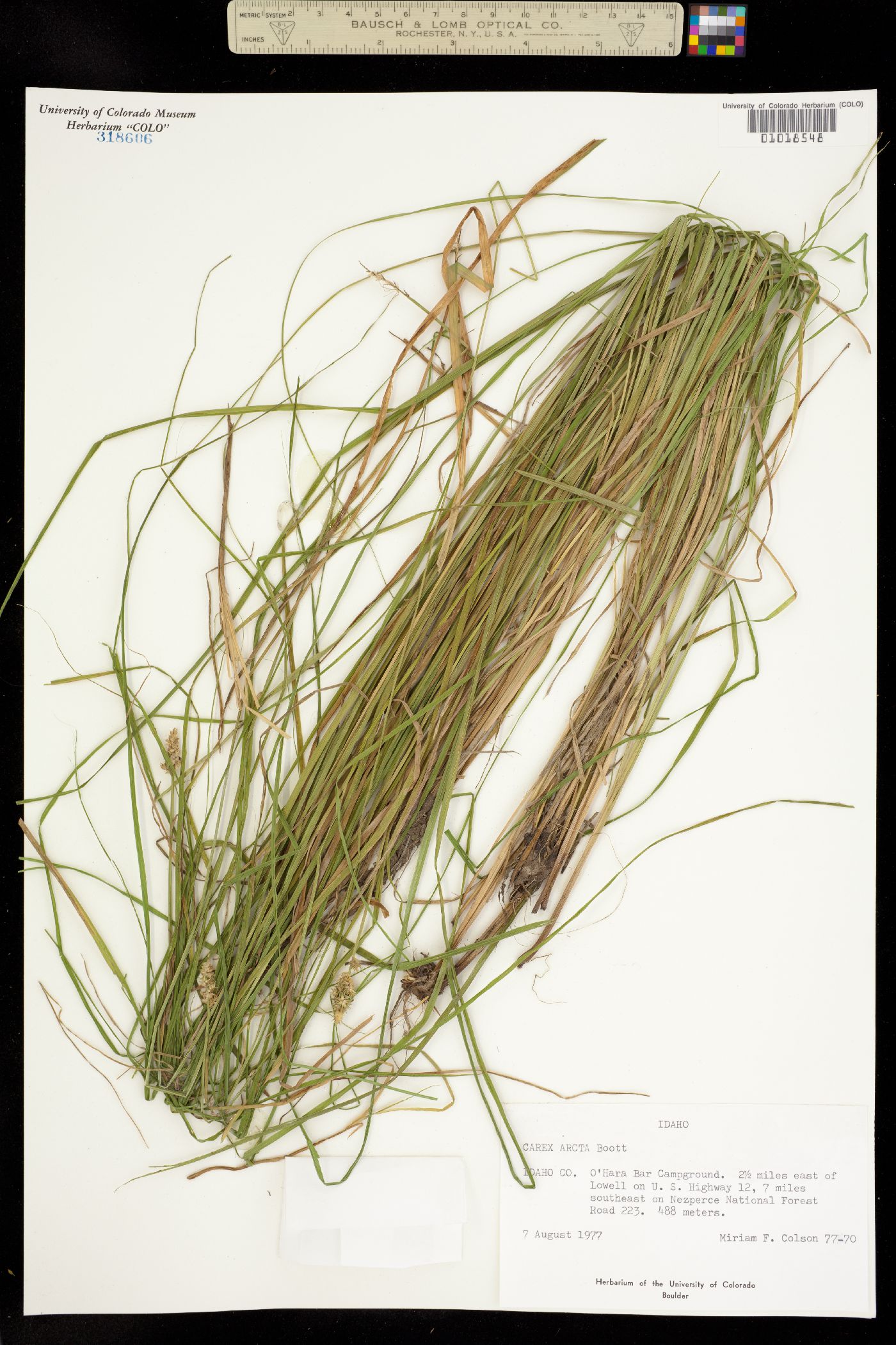 Carex arcta image