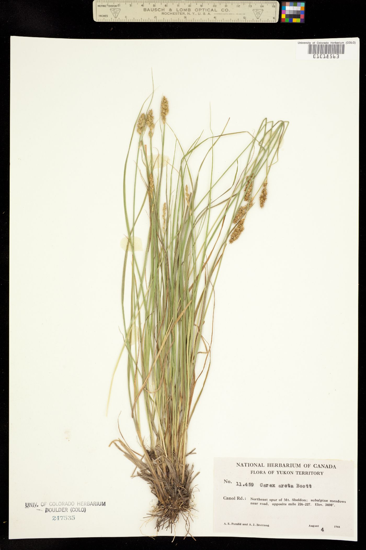 Carex arcta image