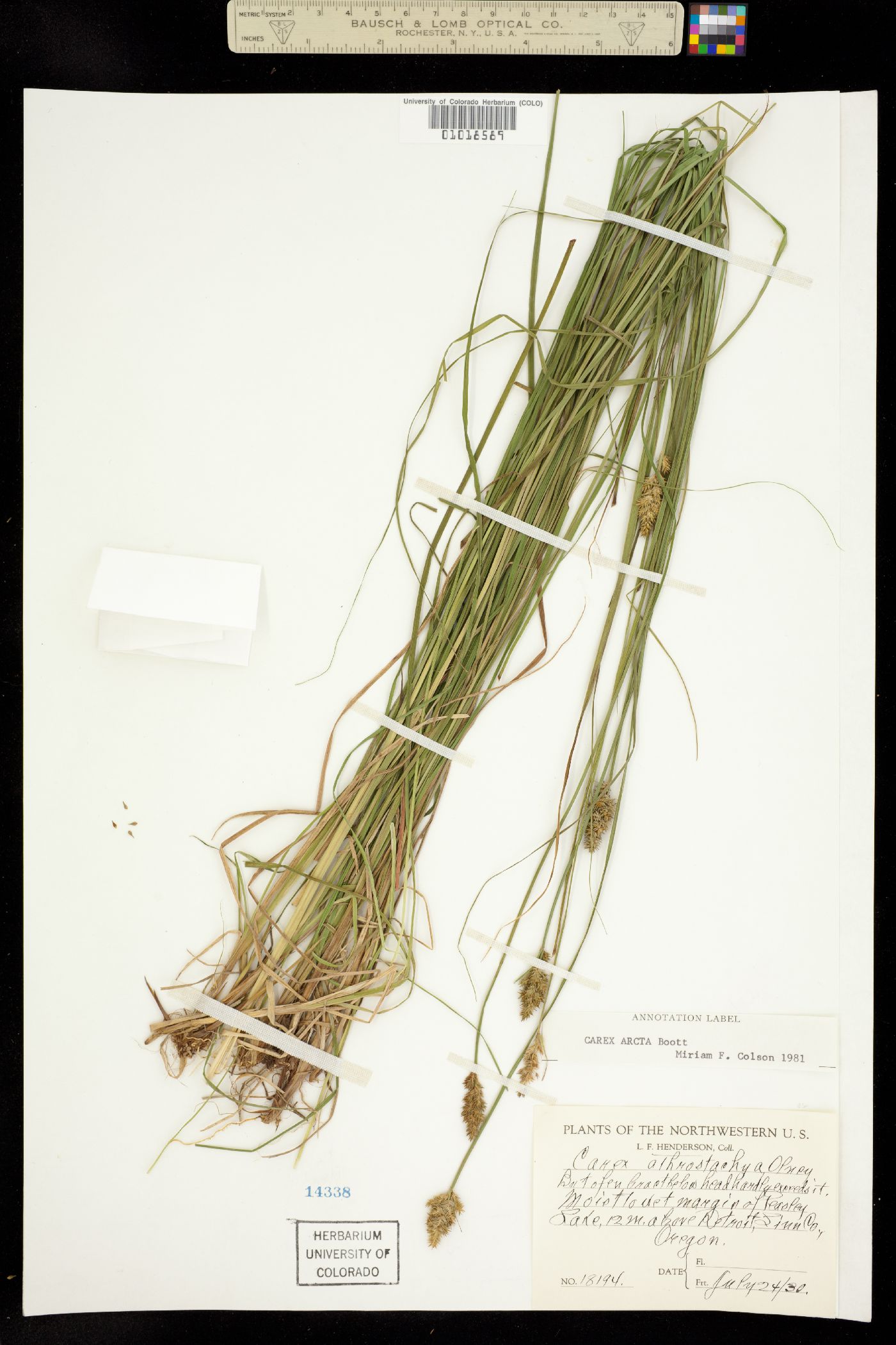Carex arcta image