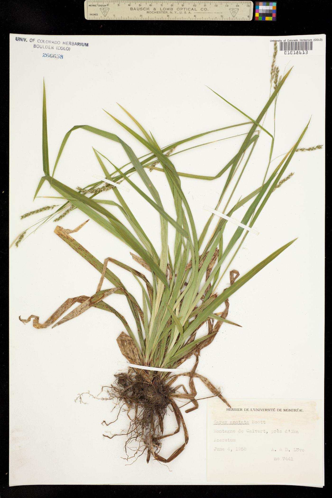 Carex arctata image