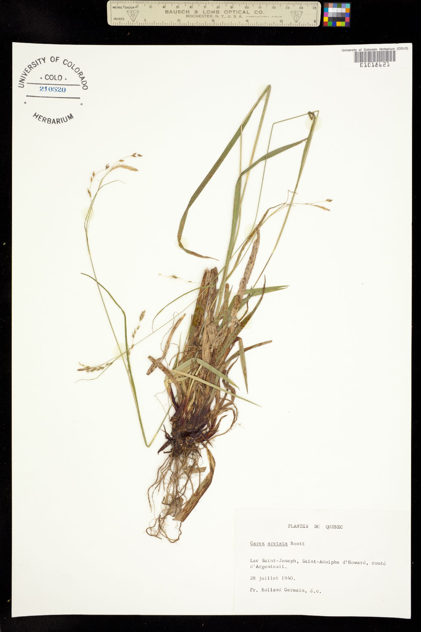 Carex arctata image