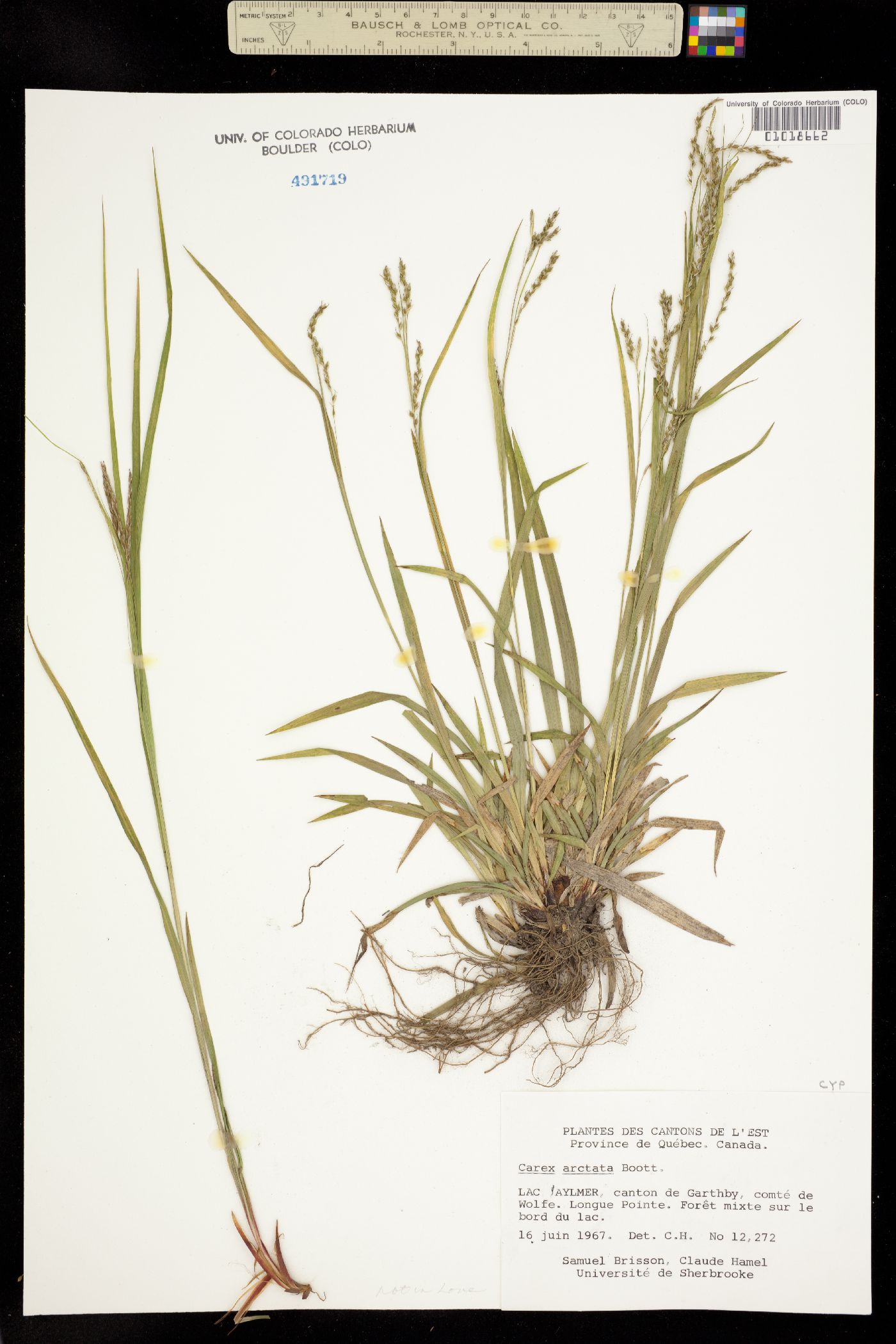 Carex arctata image