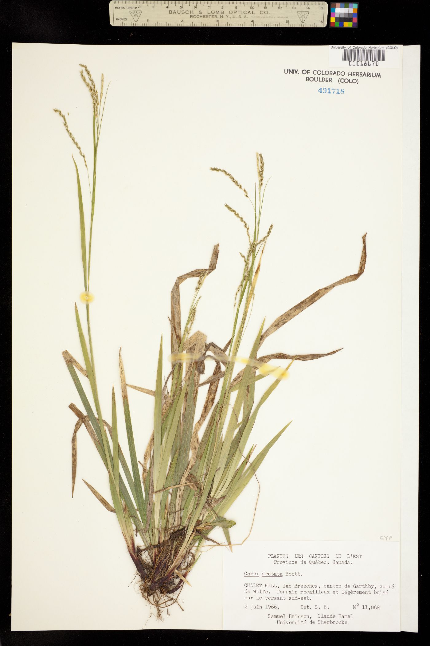 Carex arctata image