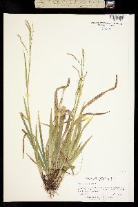 Image of Carex arctata