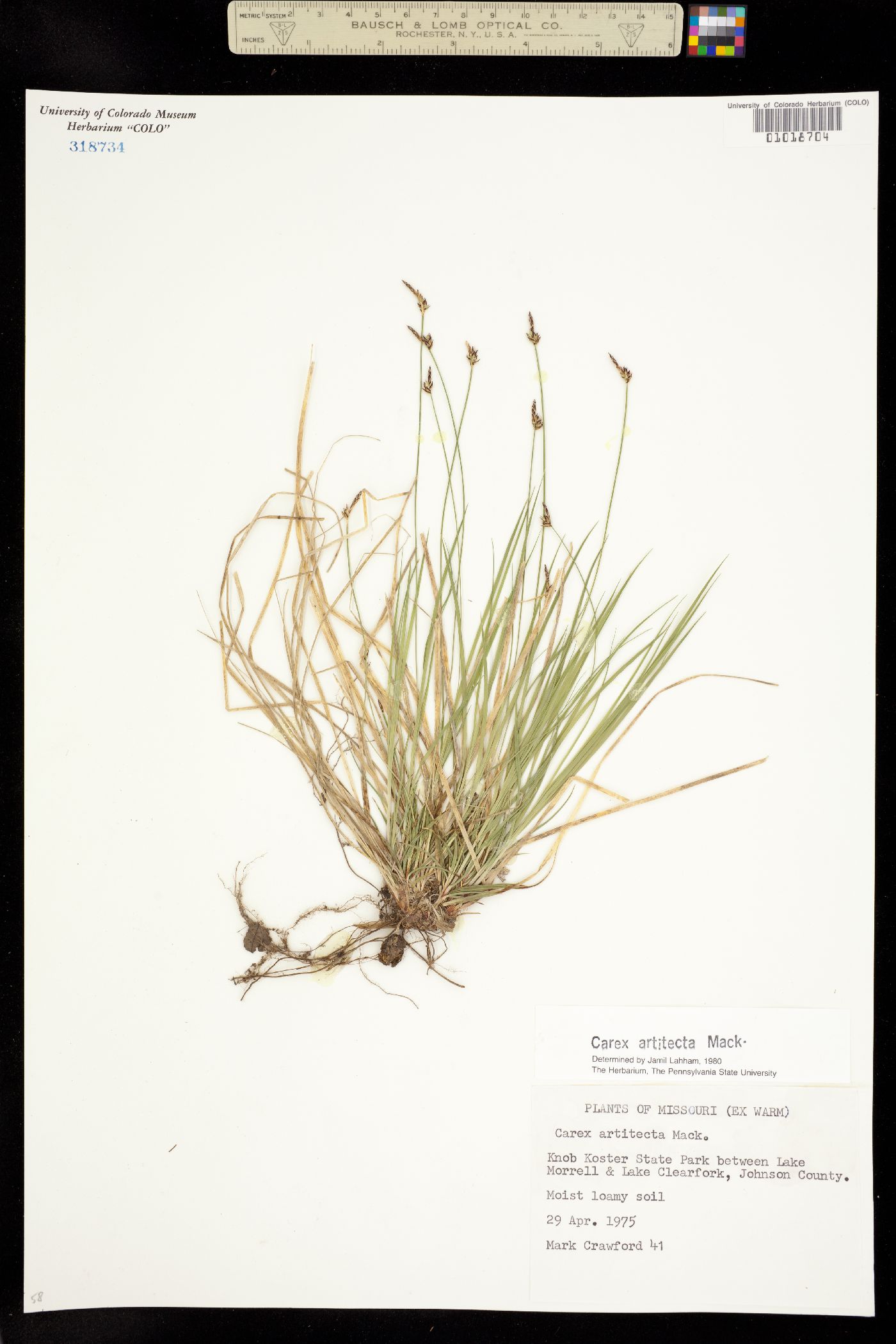 Carex albicans var. albicans image