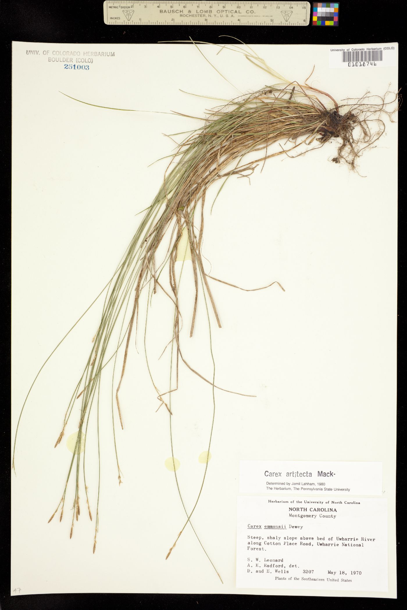 Carex albicans image