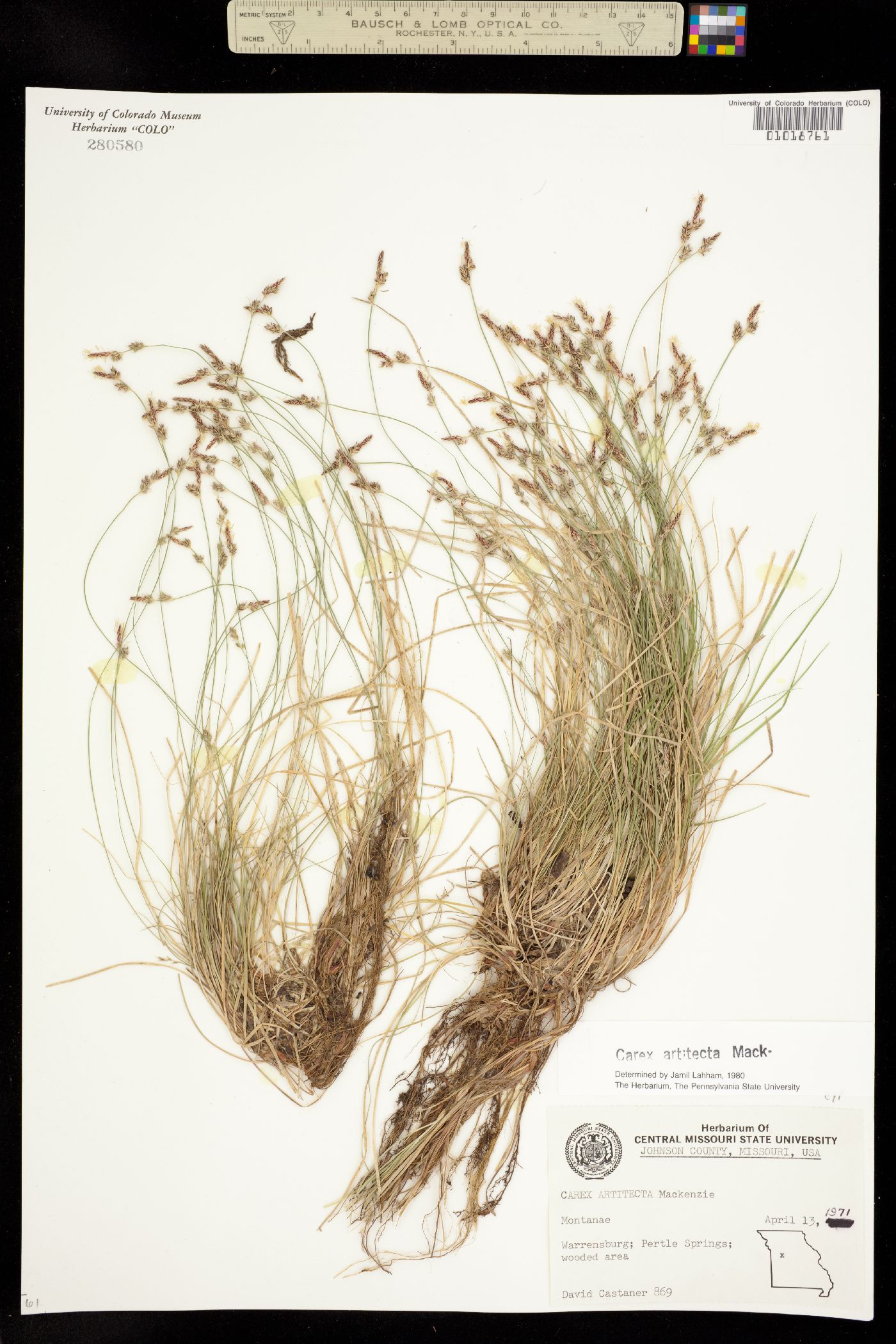 Carex albicans var. albicans image