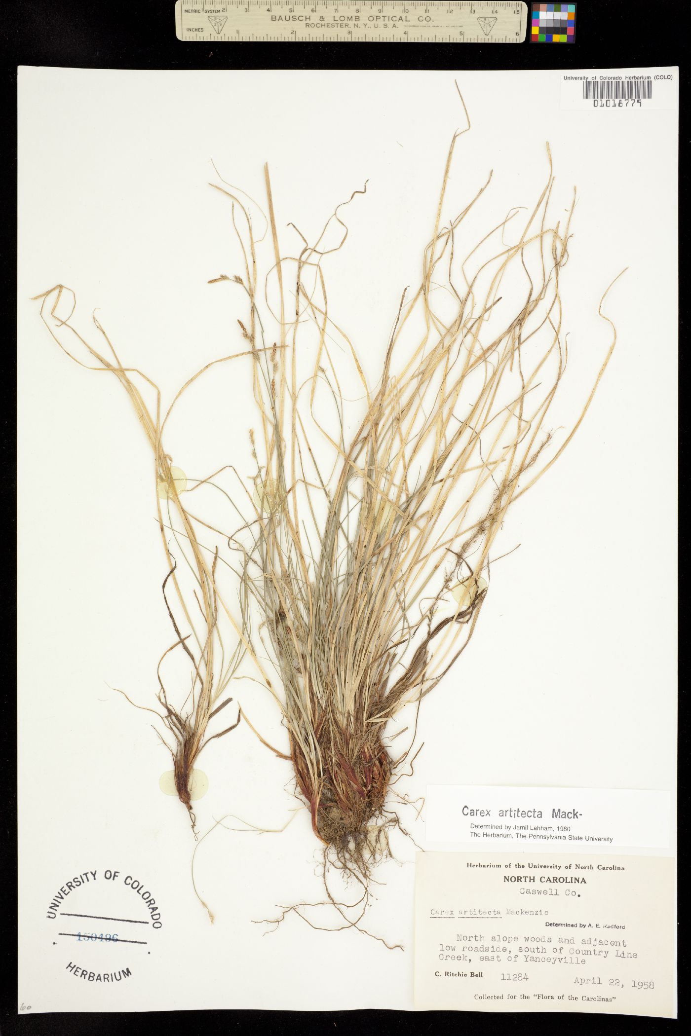 Carex albicans var. albicans image