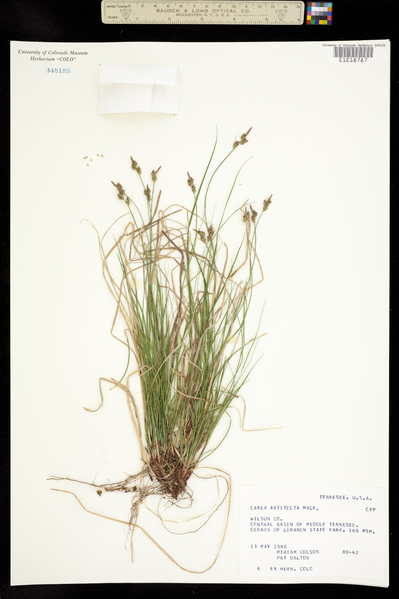 Carex albicans var. albicans image