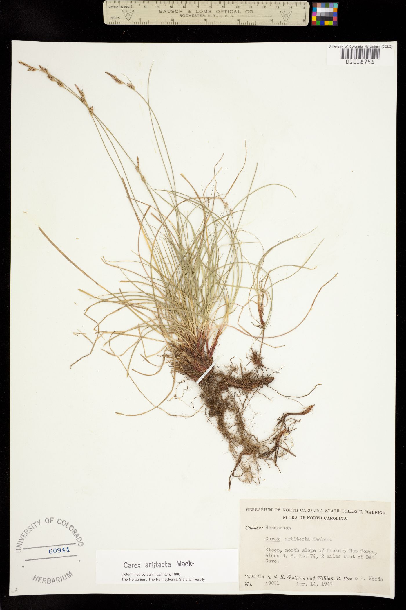 Carex albicans var. albicans image