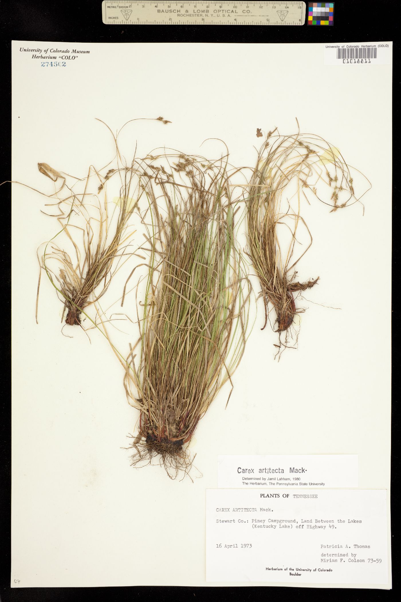 Carex albicans var. albicans image