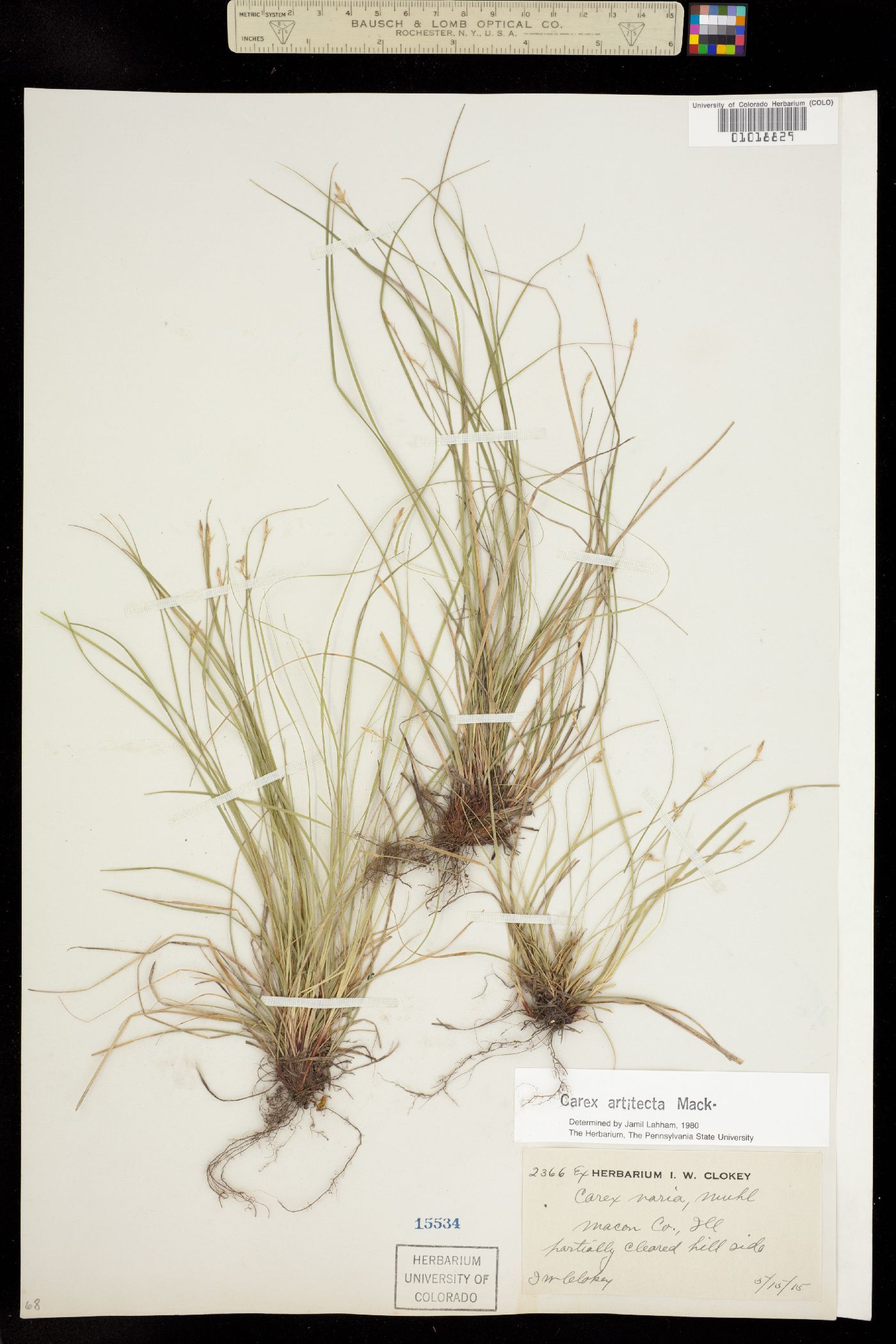 Carex albicans var. albicans image