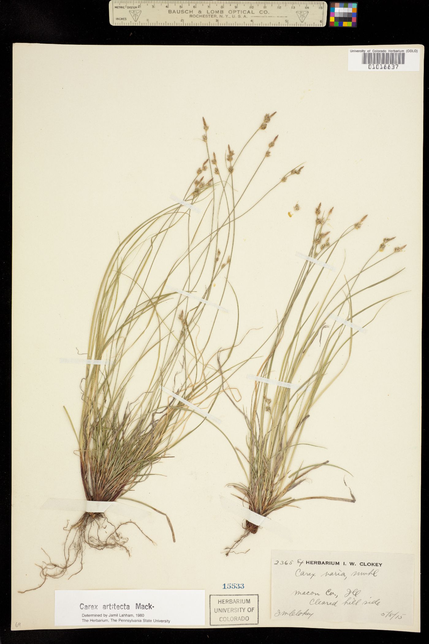 Carex albicans image