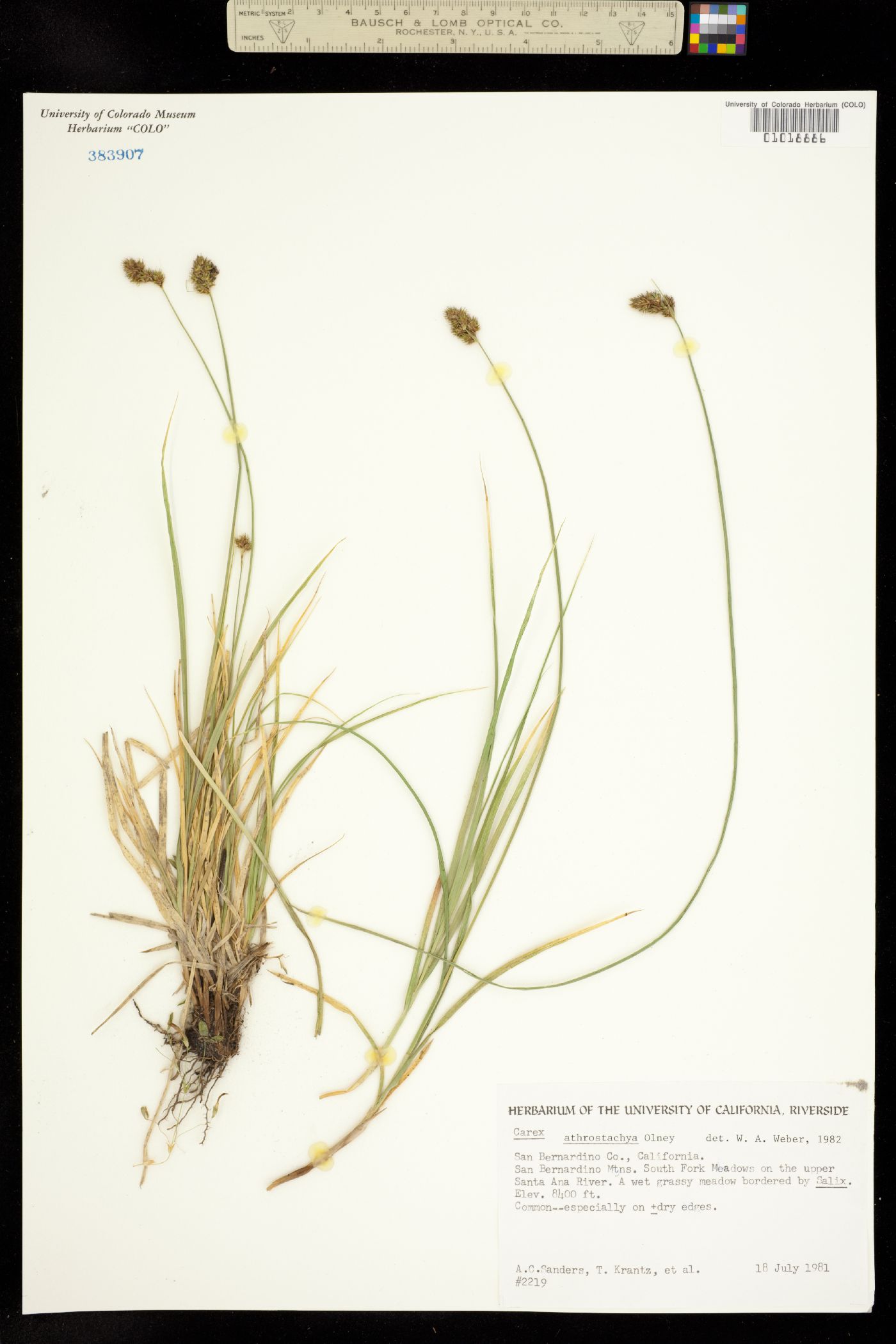 Carex athrostachya image