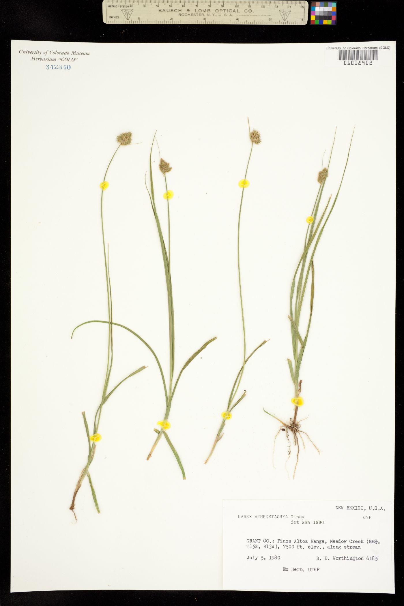 Carex athrostachya image