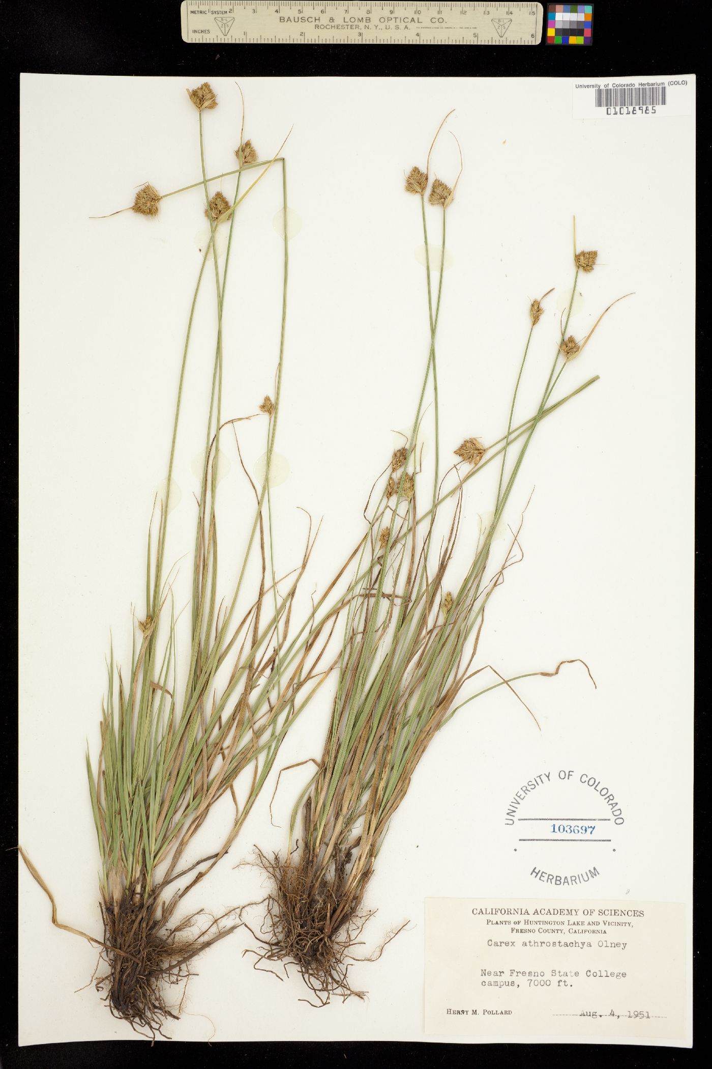 Carex athrostachya image