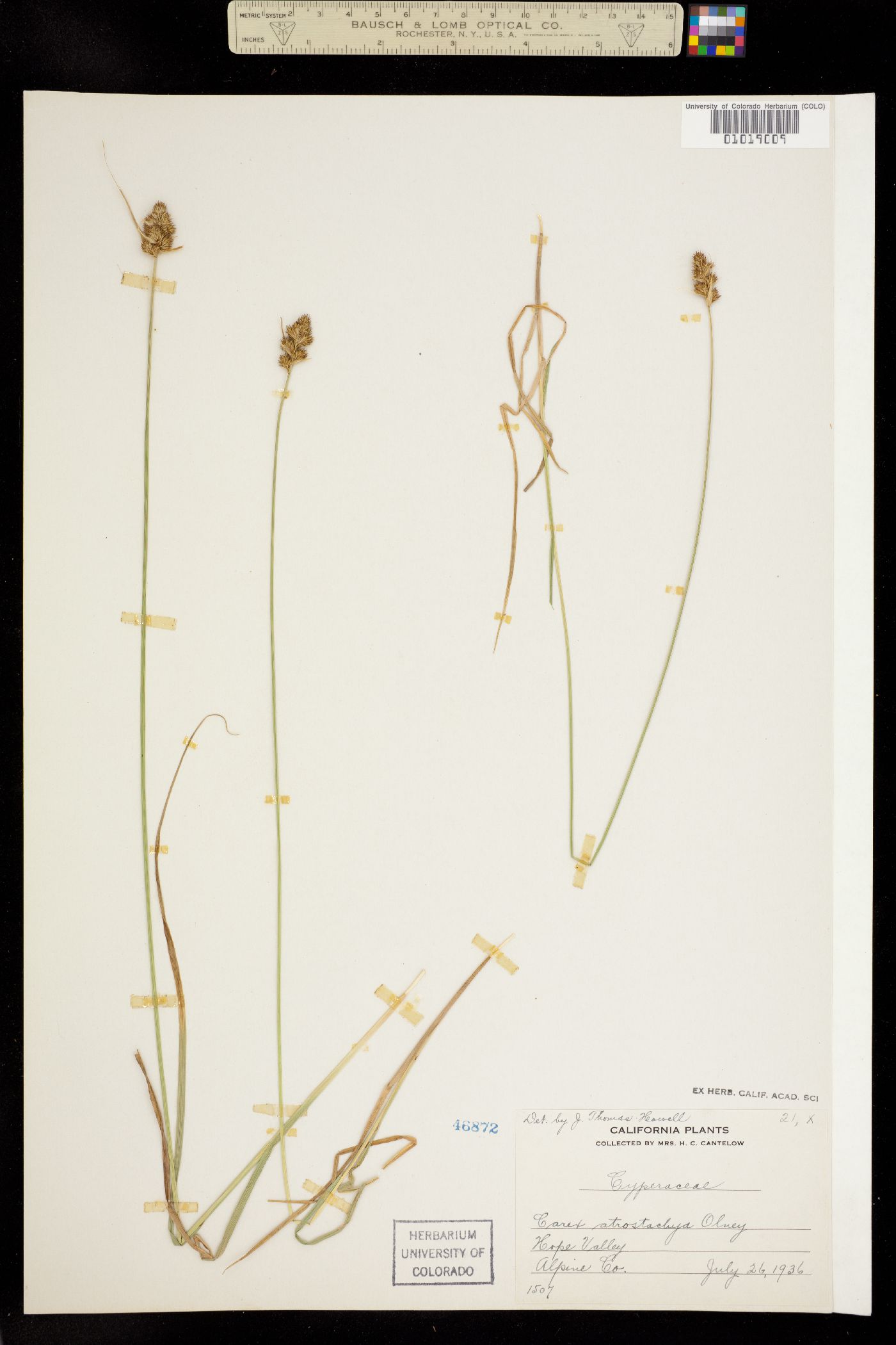 Carex athrostachya image