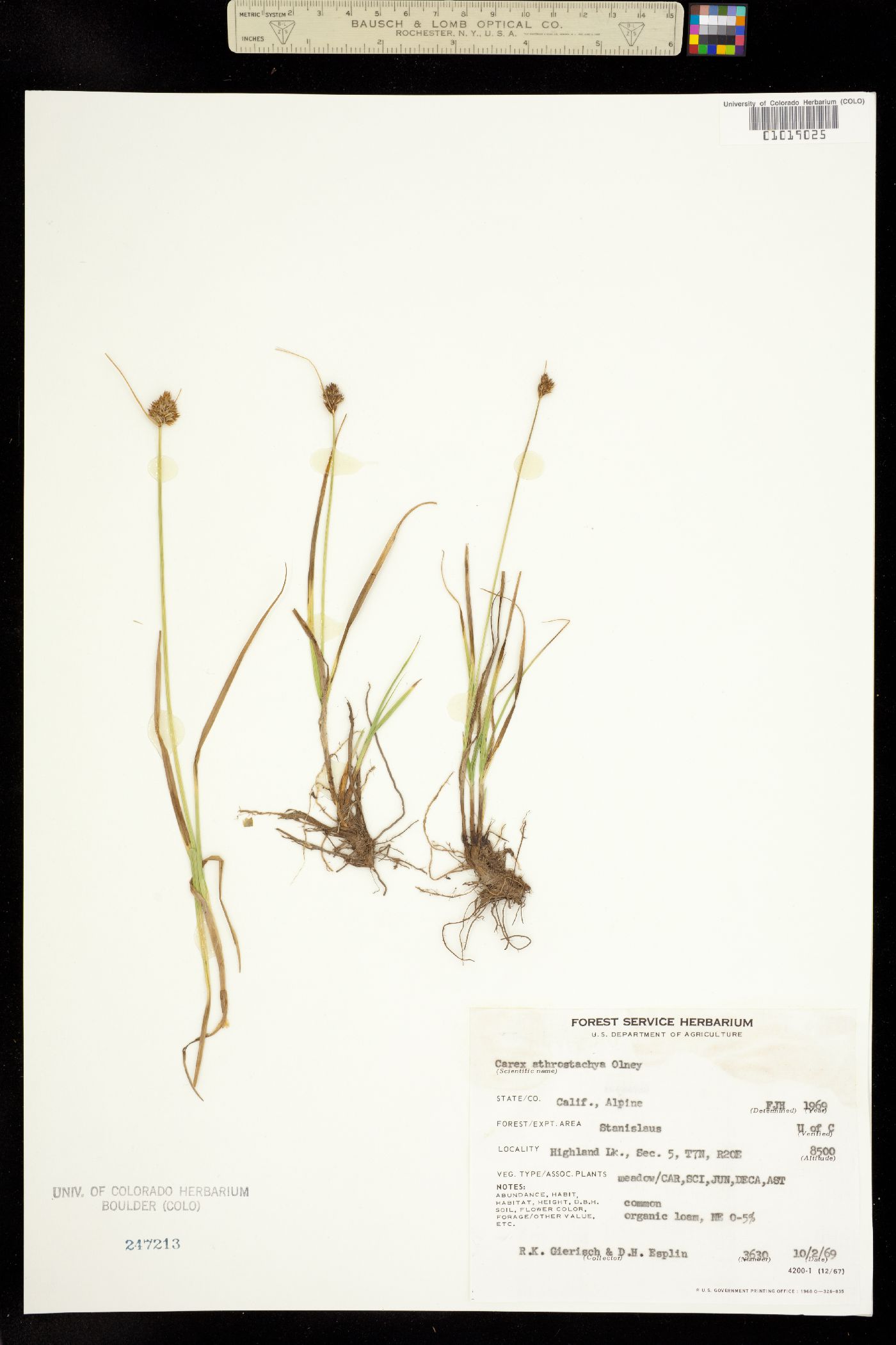 Carex athrostachya image