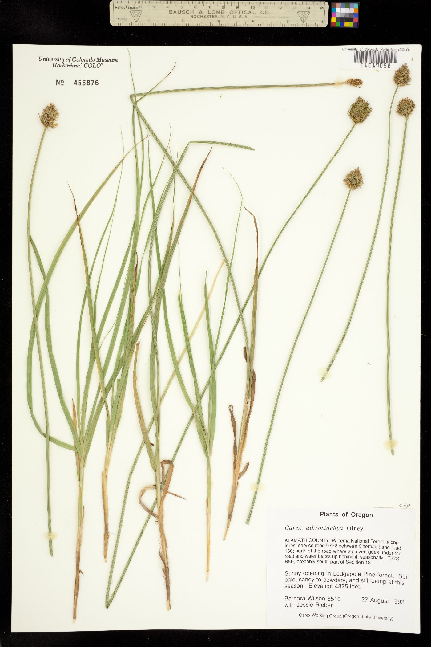 Carex athrostachya image