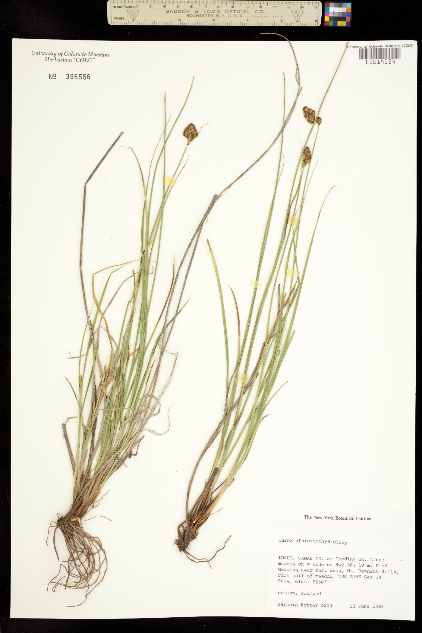 Carex athrostachya image