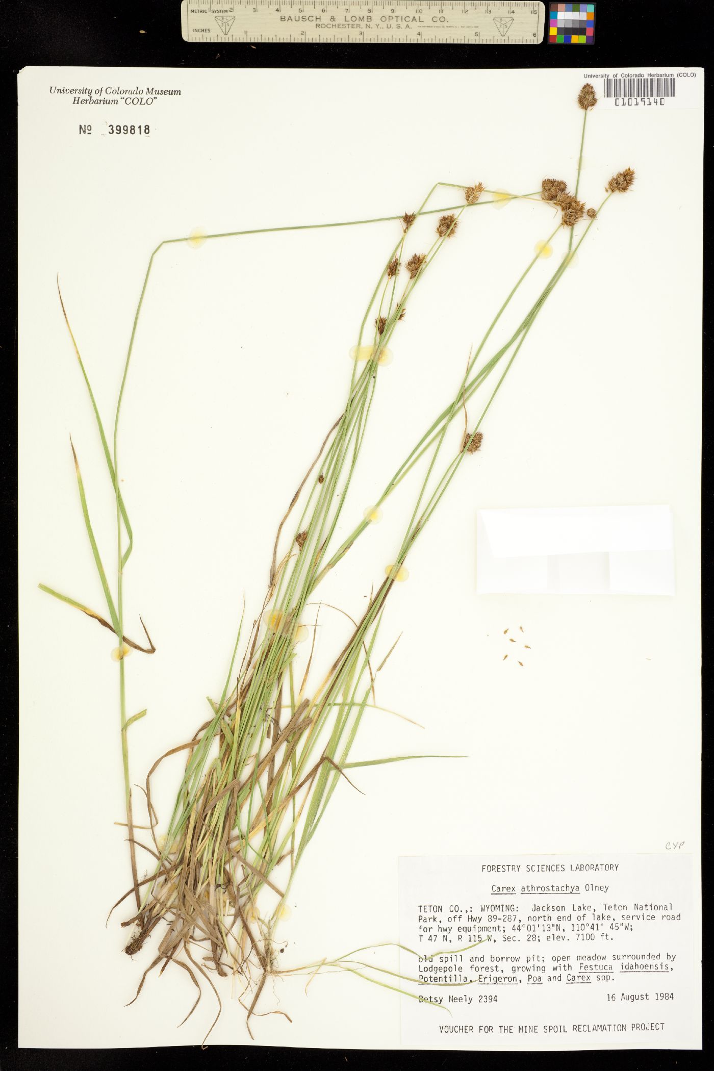 Carex athrostachya image