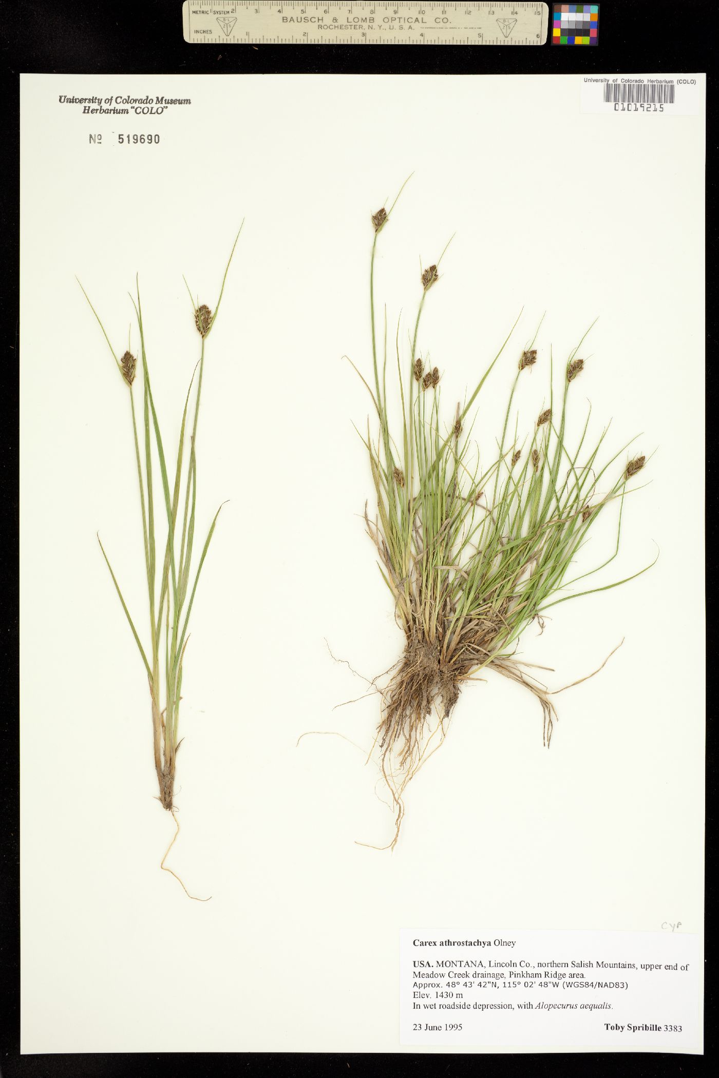 Carex athrostachya image