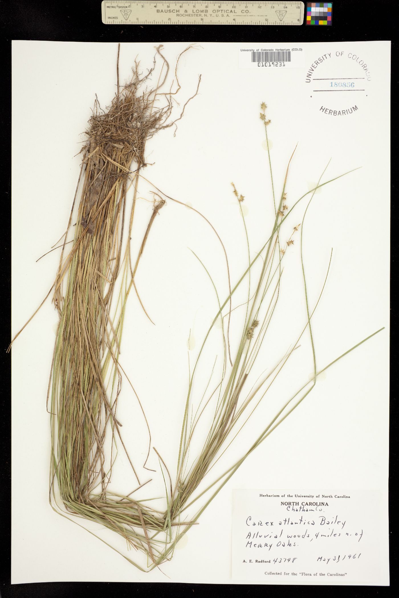 Carex atlantica image