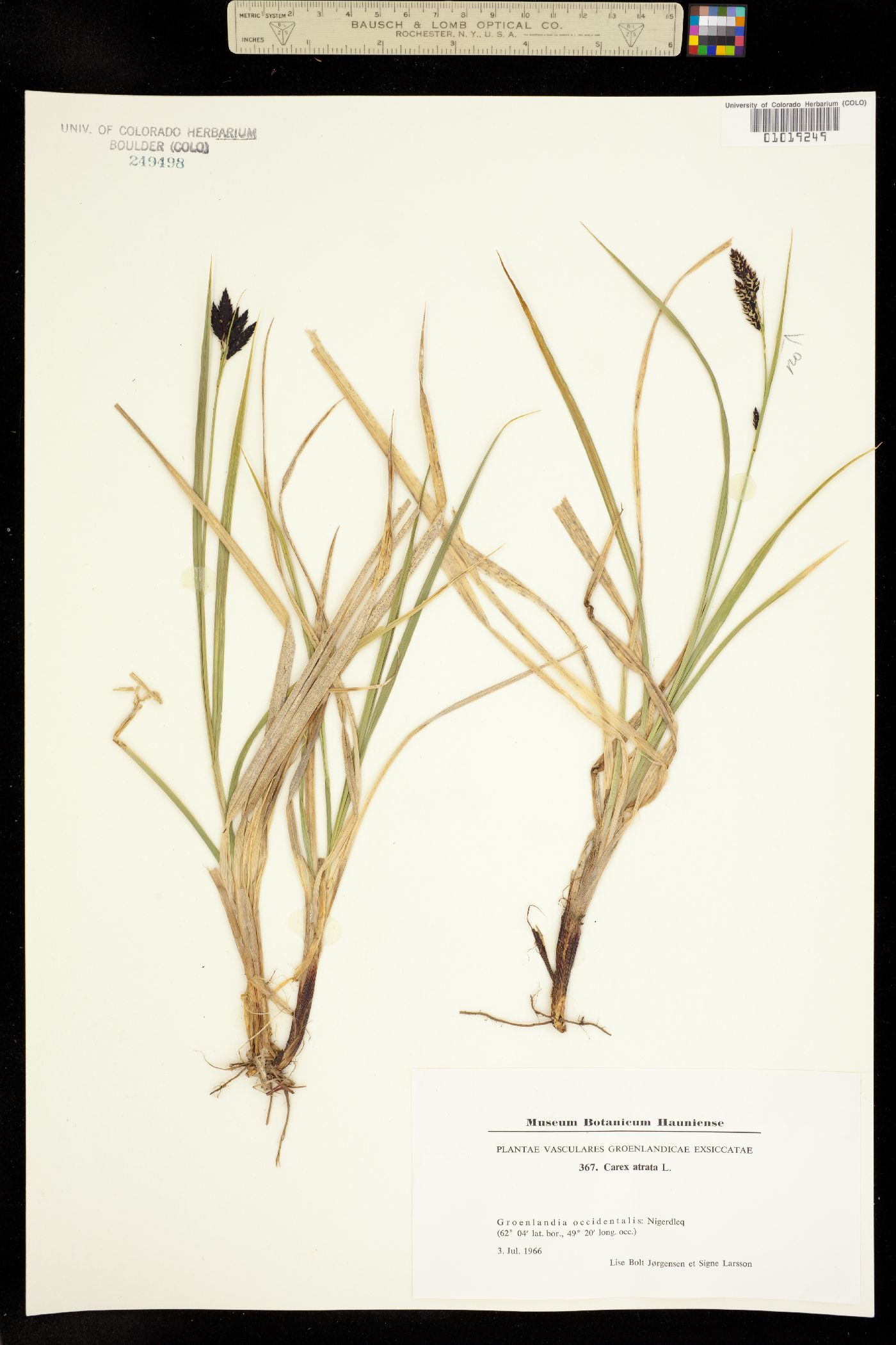 Carex atrata image