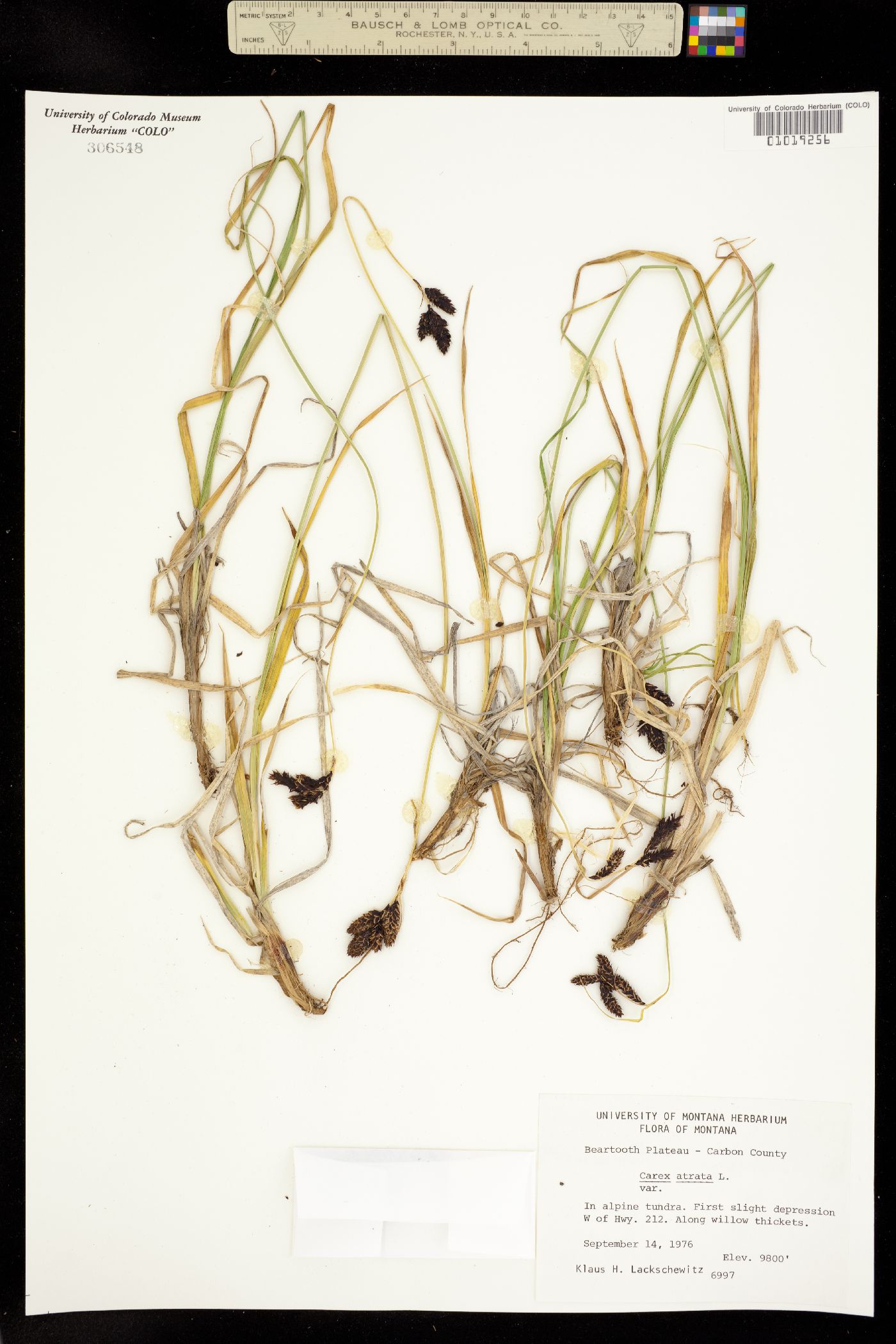 Carex atrata image