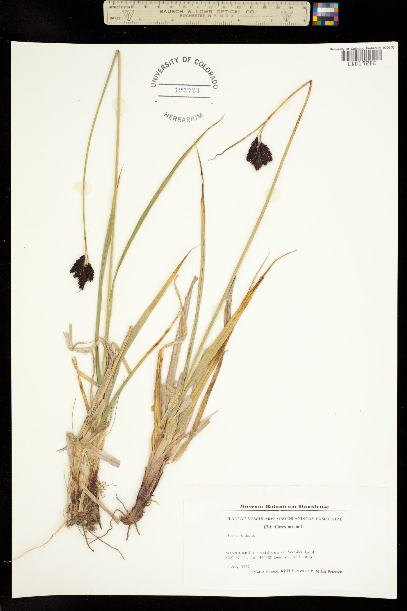 Carex atrata image