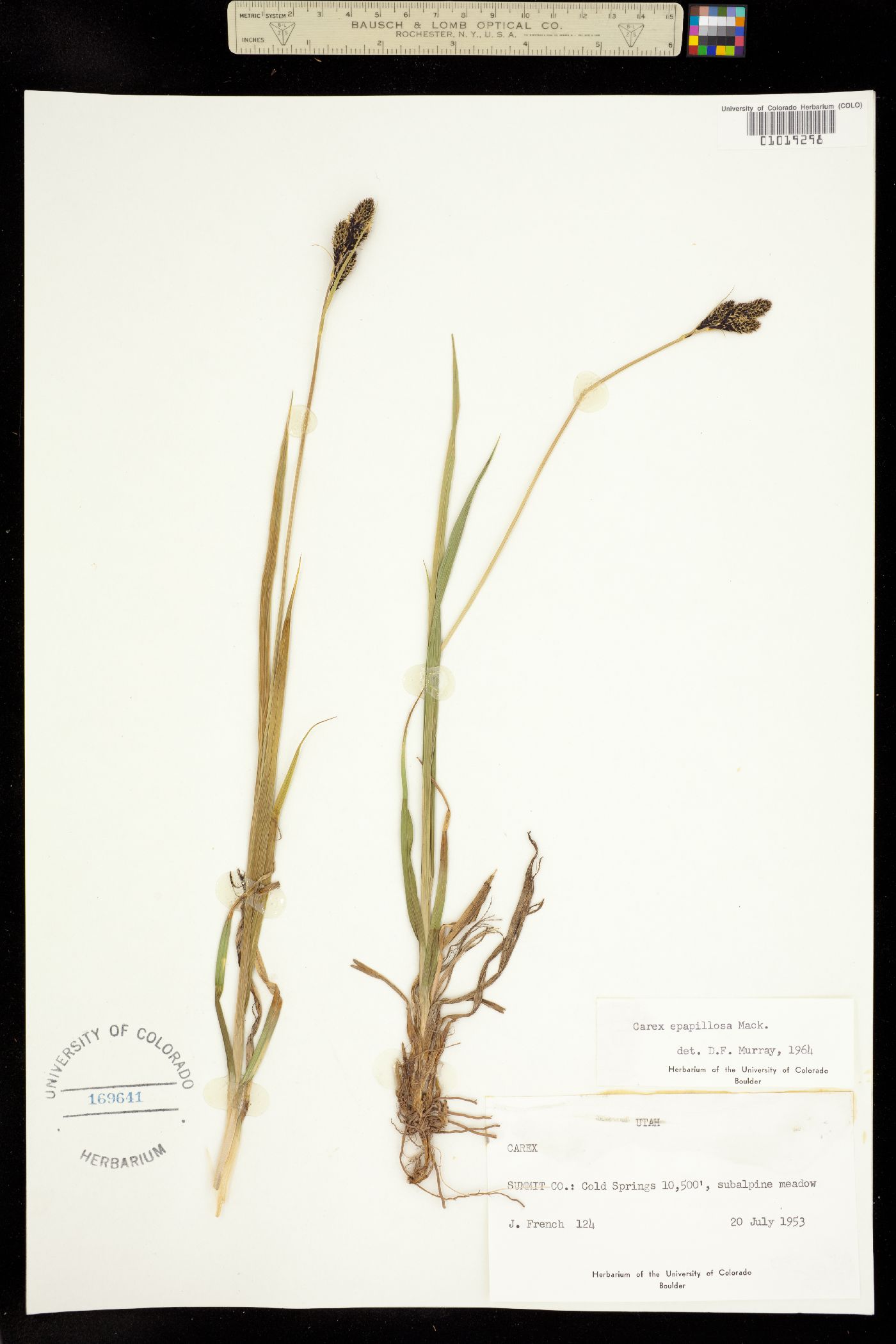 Carex epapillosa image