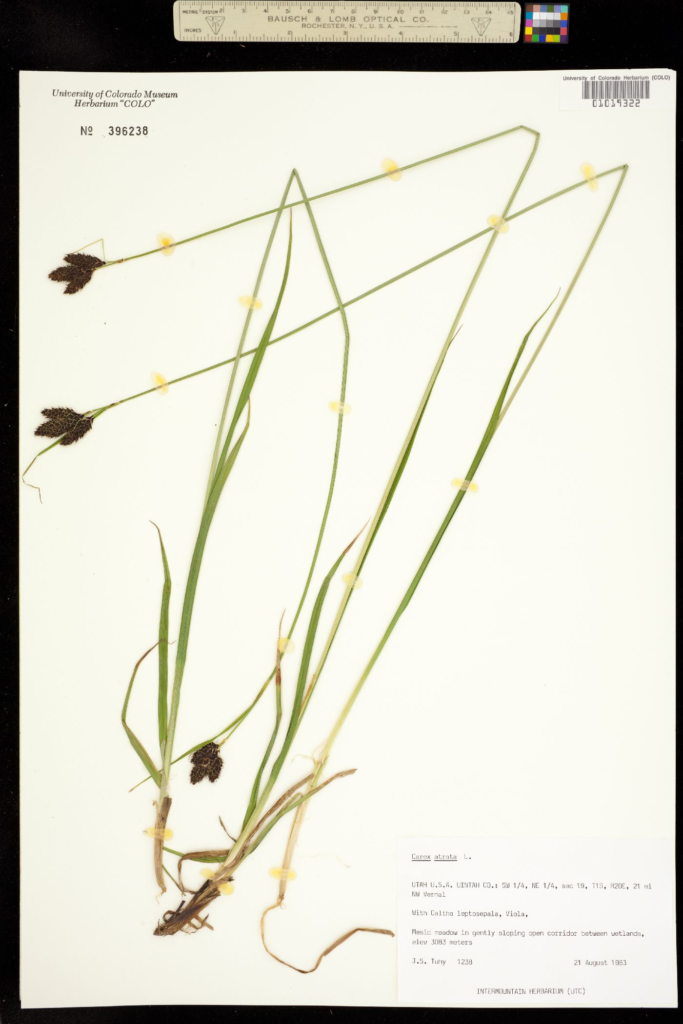 Carex atrata image