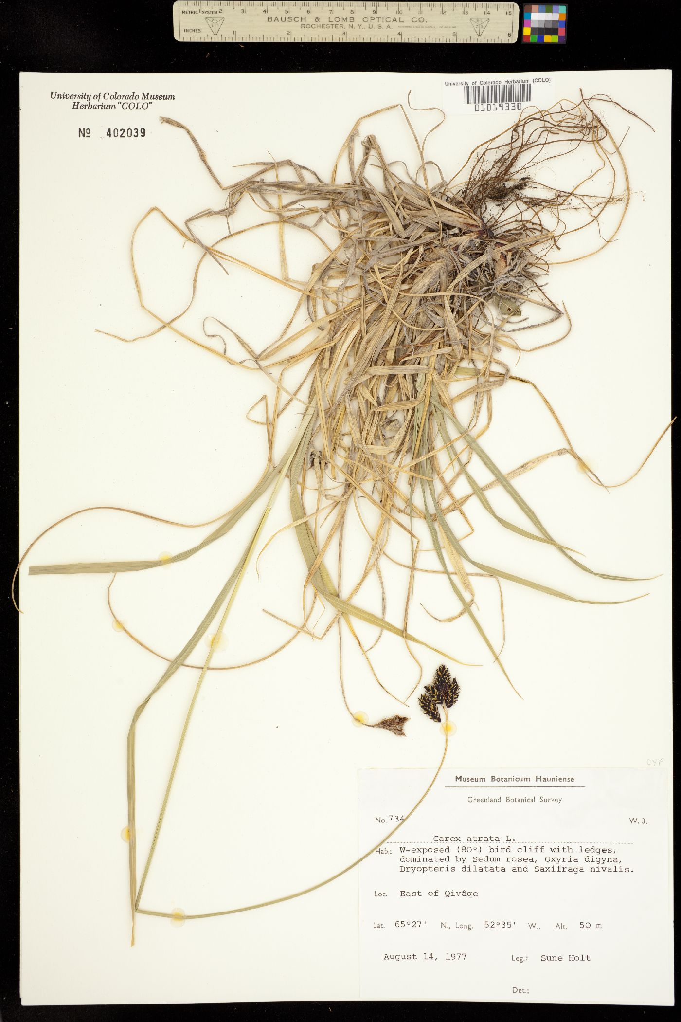 Carex atrata image
