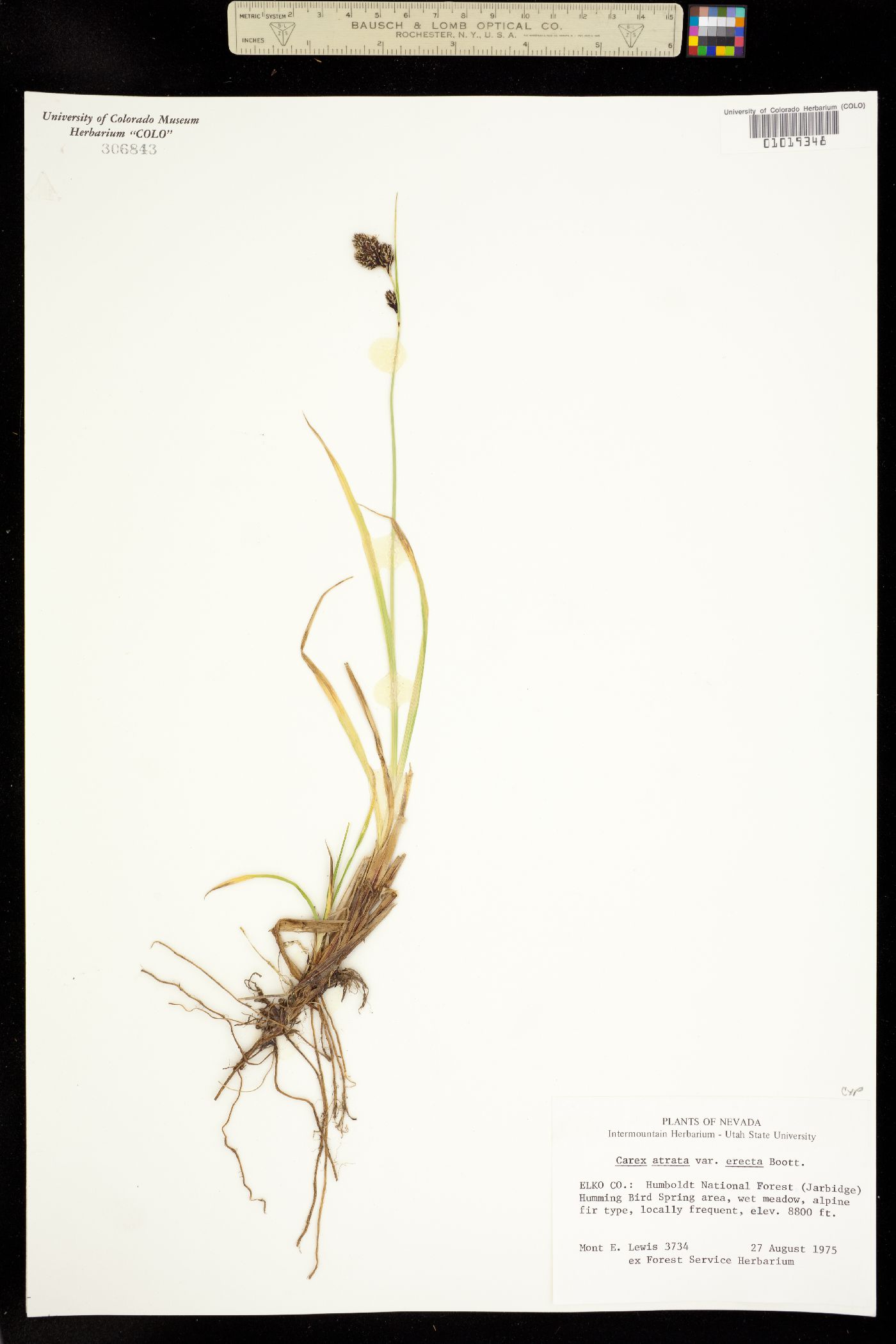 Carex atrata image