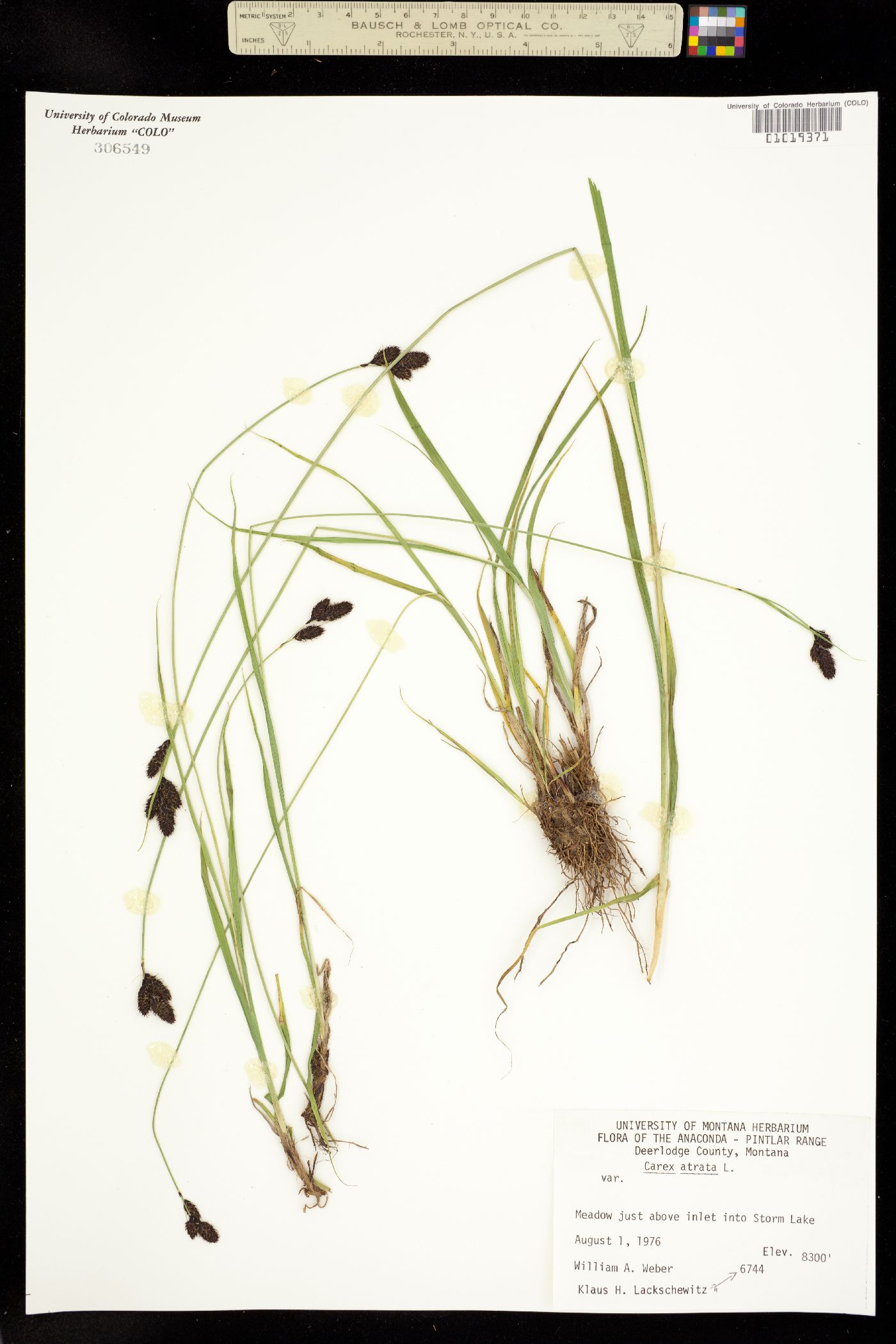 Carex atrata image