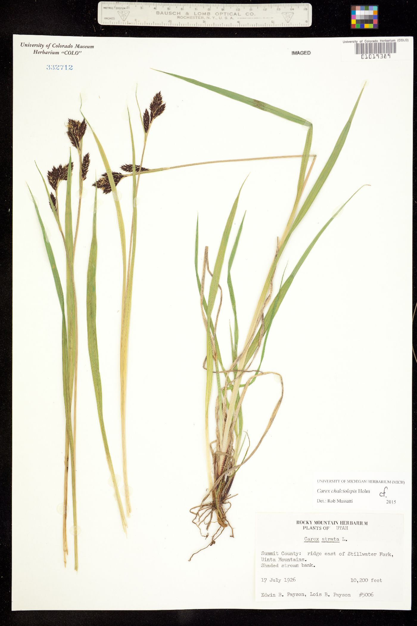 Carex chalciolepis image