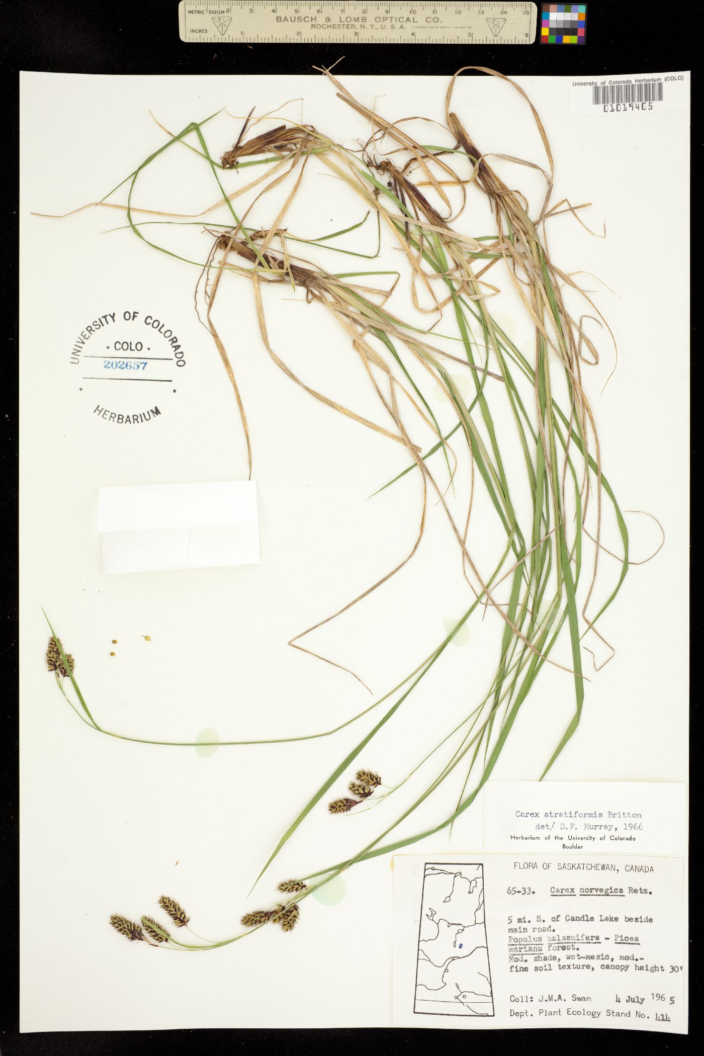 Carex atratiformis image