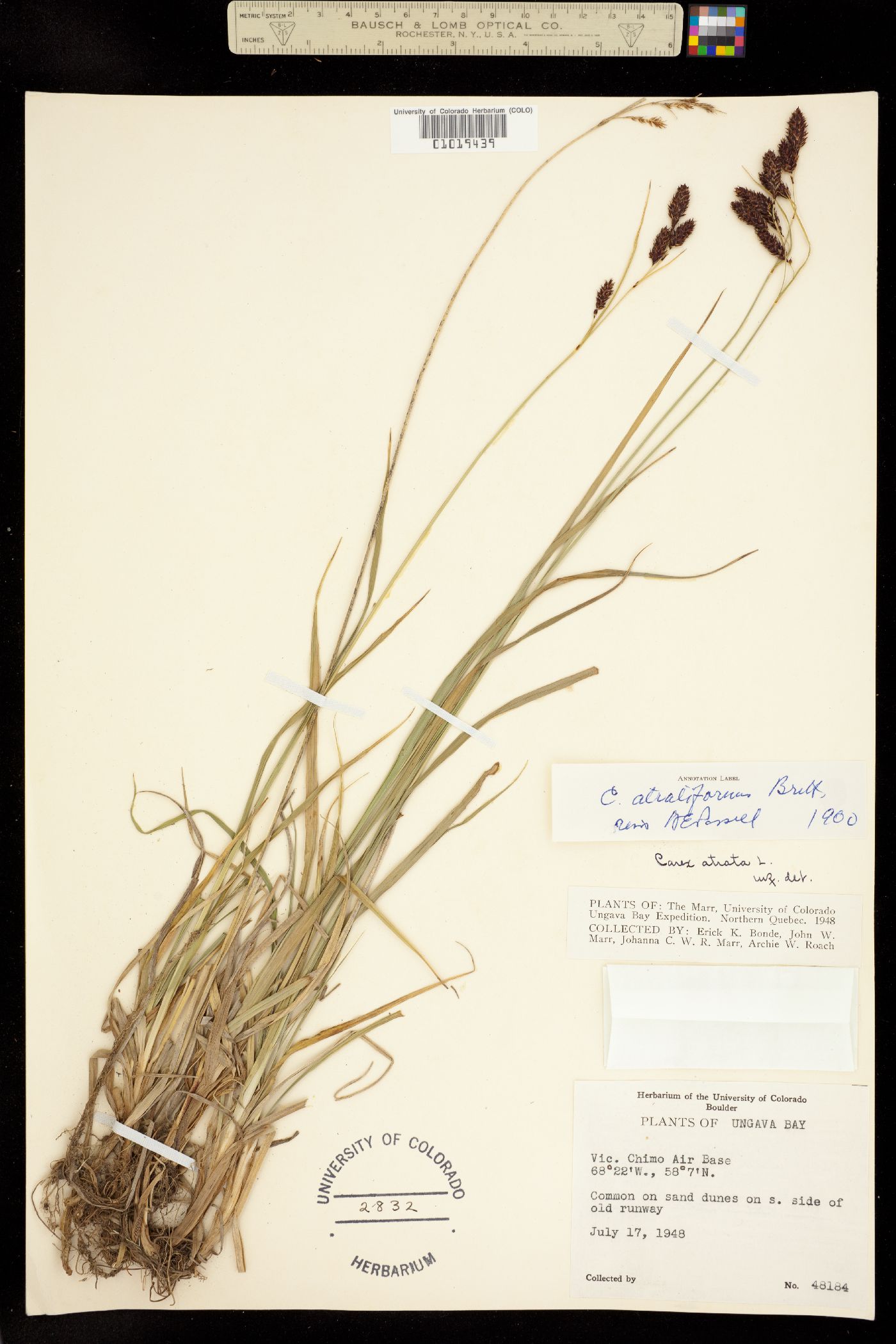 Carex atratiformis image