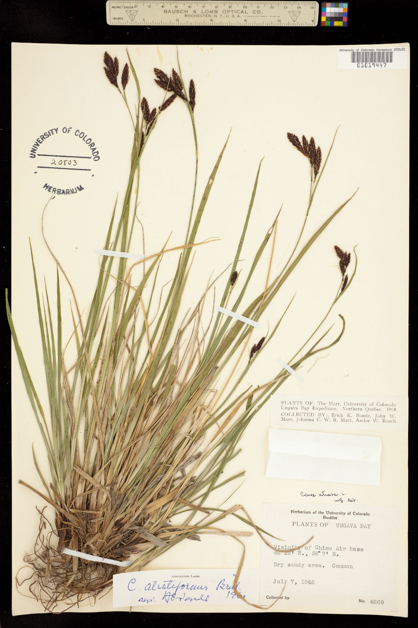 Carex atratiformis image