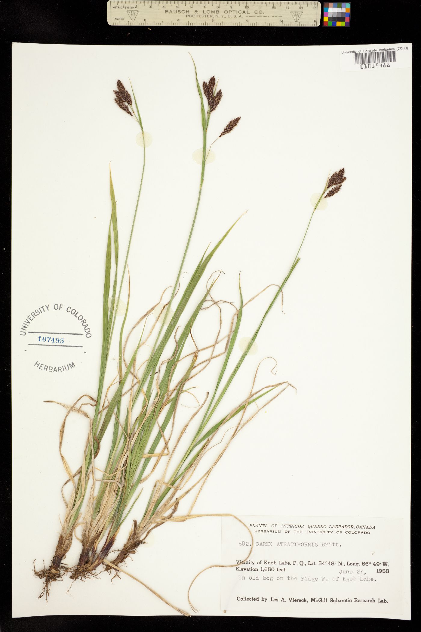 Carex atratiformis image