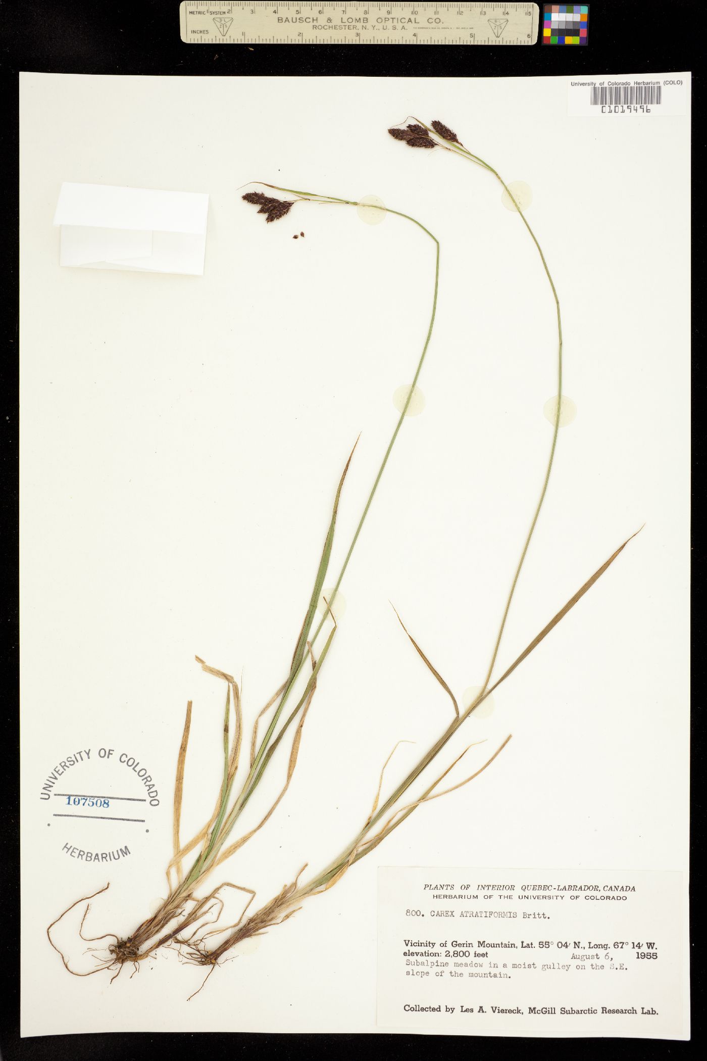 Carex atratiformis image