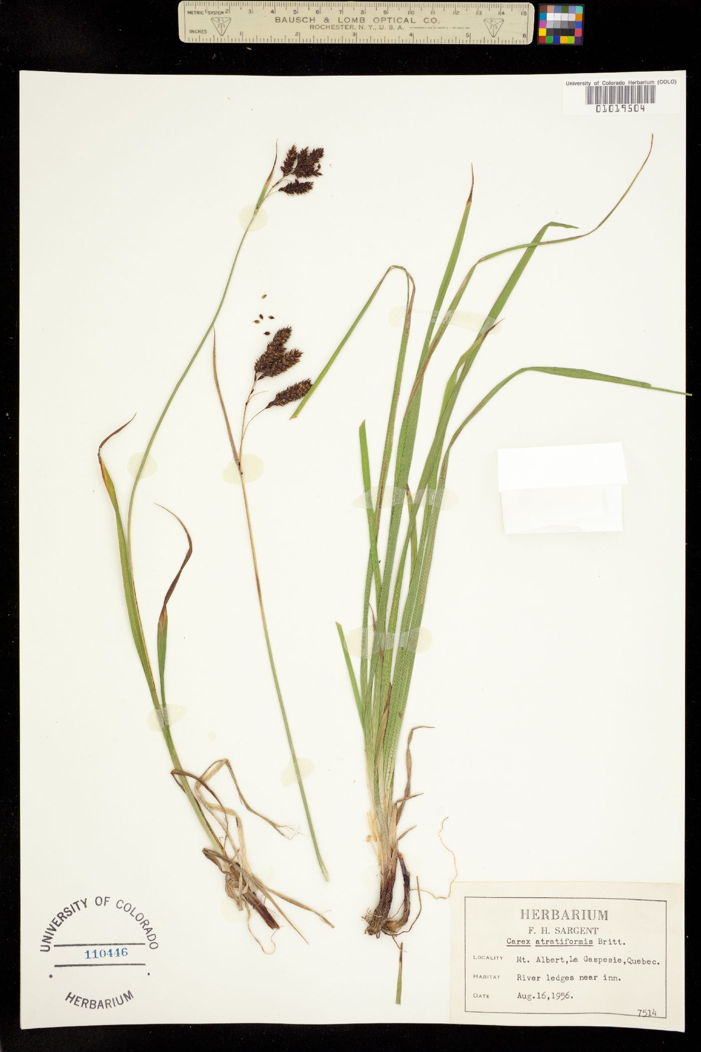 Carex atratiformis image