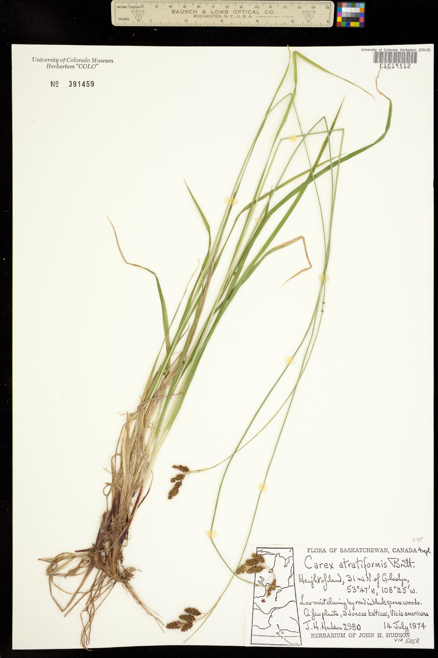 Carex atratiformis image