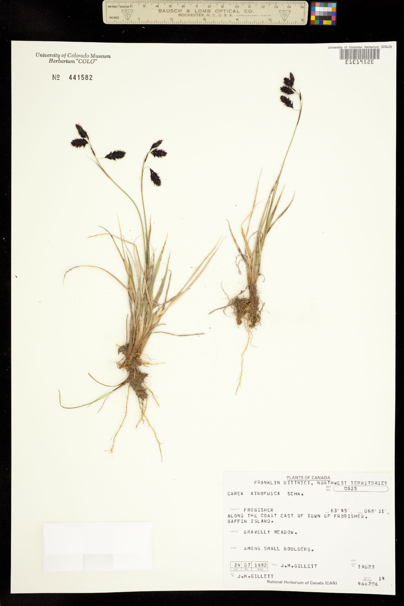 Carex atrofusca image