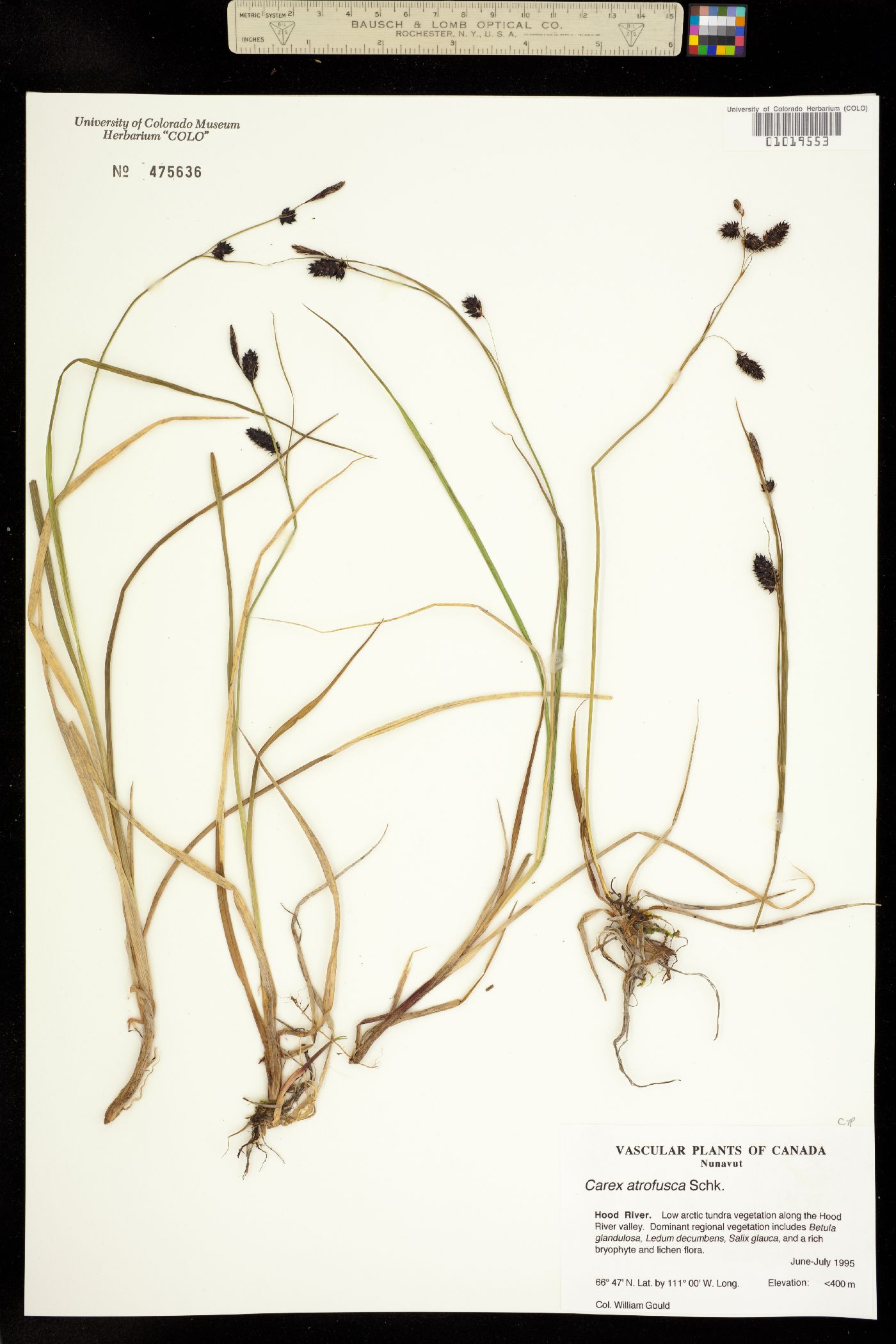 Carex atrofusca image