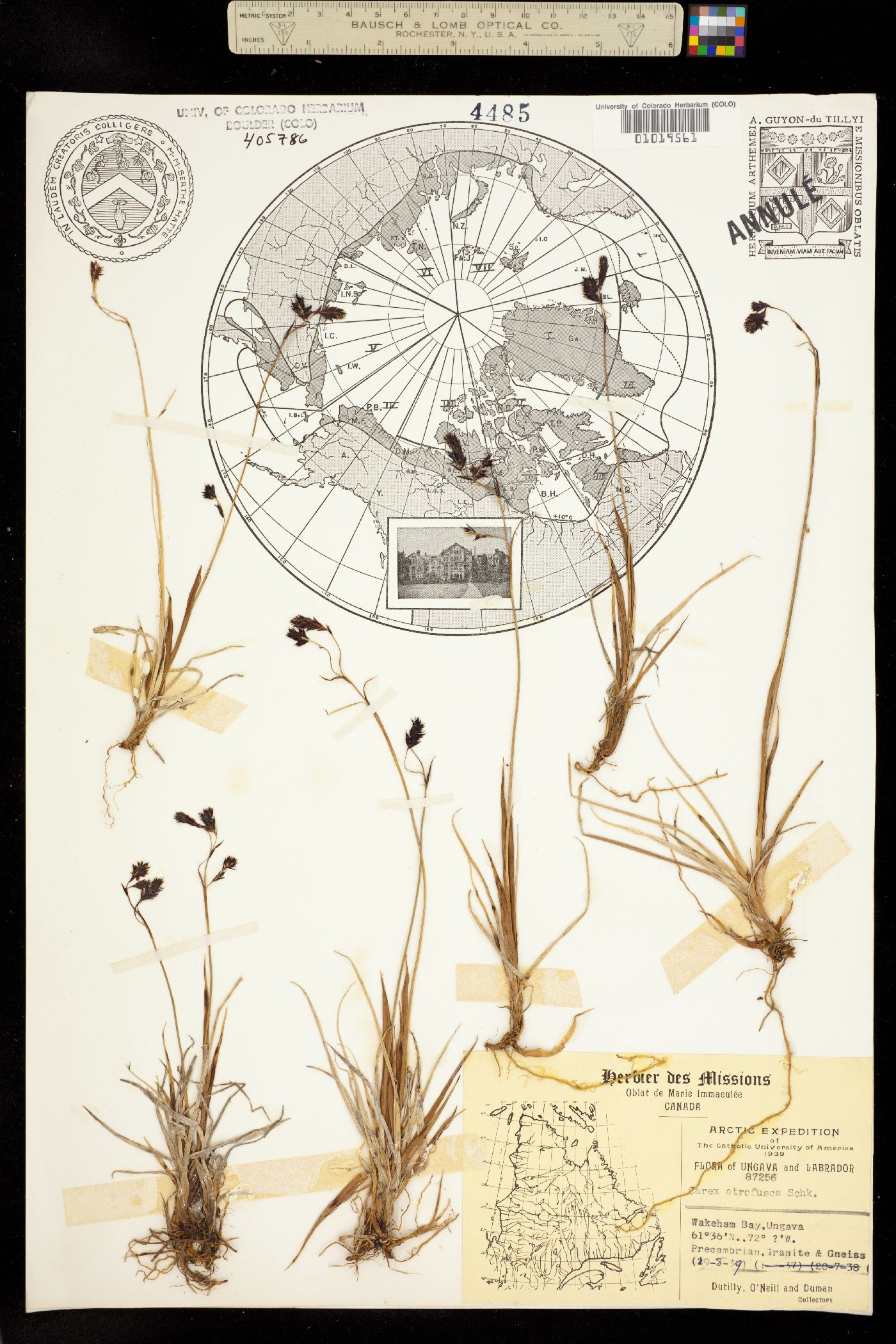 Carex atrofusca image