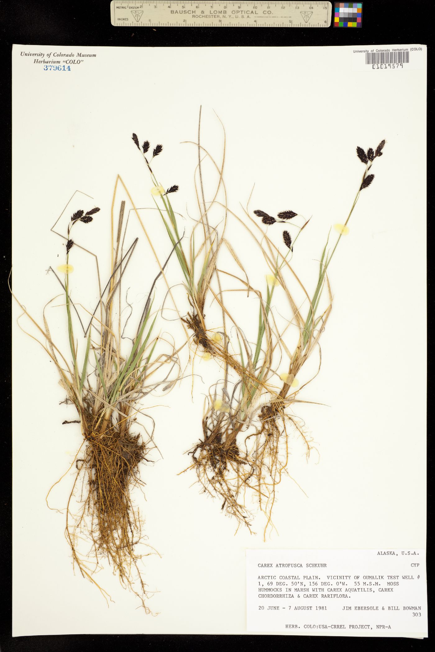 Carex atrofusca image