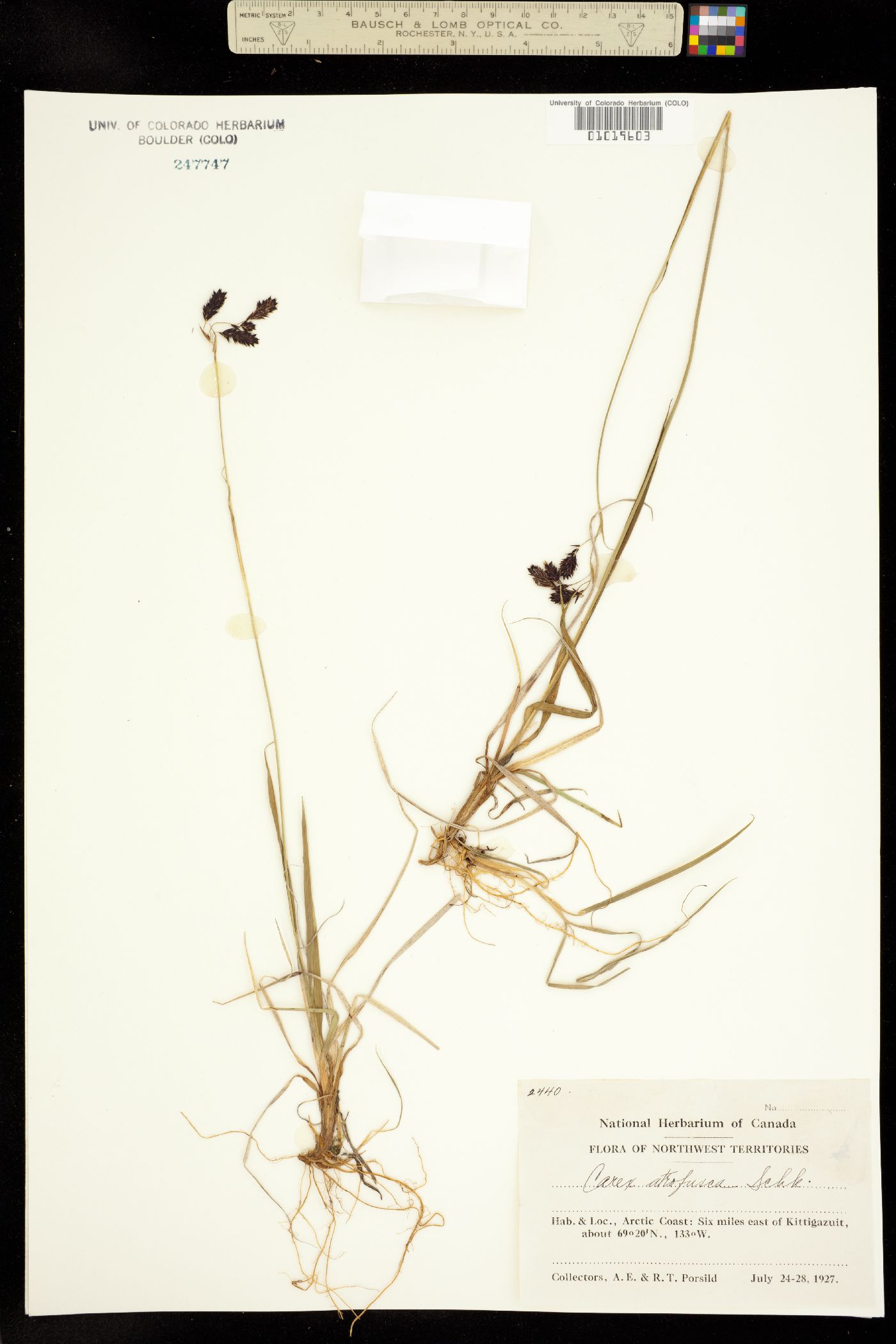 Carex atrofusca image